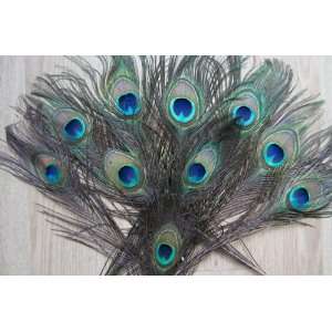   peacock tail feathers / big eyes of peacock feathers 50pcs / lots Pet