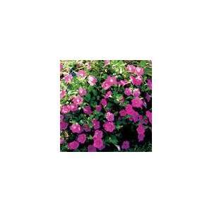  Wave® Pink Hybrid Petunia Flower Seeds Patio, Lawn 