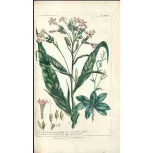  Reprint Nicotiana 1771