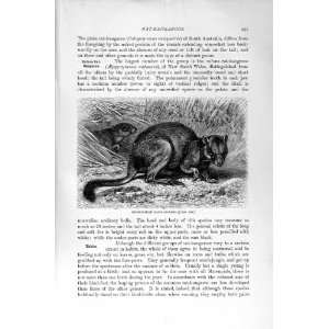  BRUSH TAILED RAT KANGAROO NATURAL HISTORY 1894 95 PRINT 