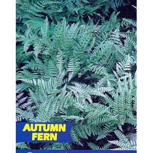  Autumn Fern Dryopteris Erythrosora Patio, Lawn & Garden