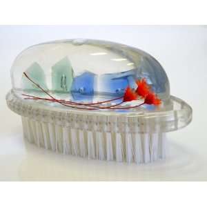 com 3 d Transparent Oval Nail Brush with Real Dry Flowers ,Beautiful 