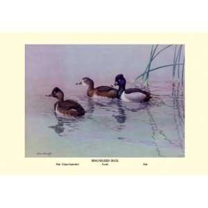  Ring Necked Duck 16X24 Giclee Paper