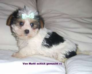 Mini Yorkshire Terrier Welpen, Biewer,Golddust,black/blue and tan in 