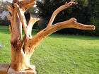 Treibholzleuchten Skulpturen, Außenleuchten Artikel im skulptur holz 