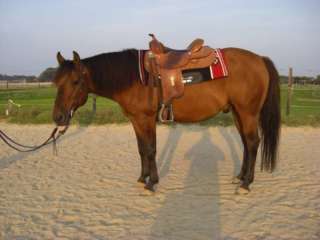 Quarter Horse Wallach Westernpferd in Niedersachsen   Syke  Pferde 