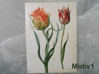 Postkarte Frühlingsblumen Frühling Tulpe Iris Mohn Frühlingsblüten 