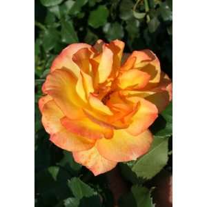 Strauchrose Rose Sahara®  Garten