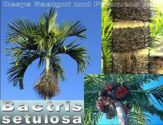 Bactris setulosa ***** Jingapá Palm ***** 100 Samen  