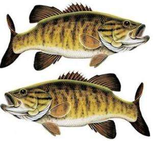 SMALL MOUTH BASS 2 smallmouth fish decals 7 x 3  