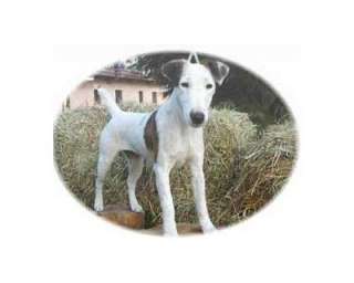 Regalo fox terrier bellissime  a Novara    Annunci