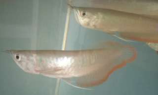 Black Calvus ( Pearly ) African Cichlid live fish aquarium Foru 