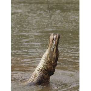 Natchitoches, an Alligator Snaps During Feeding Time at a Gator Farm 