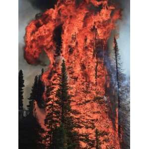 Flames hurtle through a thick stand of sub alpine firs near Warm Lake 