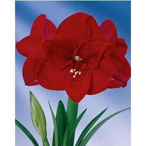  3 Red Grand Cru Amaryllis Flower Bulbs Patio, Lawn 