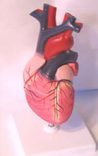 Lifesize heart anatomy medical anatomical model New  