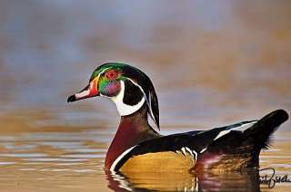 Wood Duck Drake Wildlife Print on Canvas 20x30 Gallery Wrapped Print 