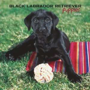  Black Labrador Retriever Puppies 2008 Wall Calendar 