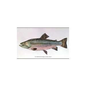  Brook Trout Poster Print