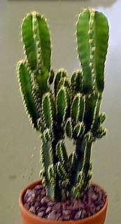 Medieval Castle Cactus   Cereus peruvianus monstrosa major   3 Pot 