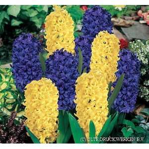   Mix Hyacinth 6 Bulbs   SUPER VALUE Fragrant Patio, Lawn & Garden