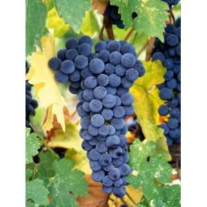  Cabernet Sauvignon Grapes, Napa Valley, California Premium 