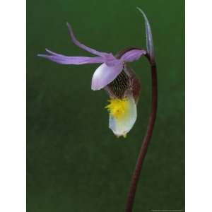 Calypso Orchid, Wilderness State Park, Michigan, USA Photographic 