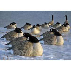   Pro Grade Sleeper Pack Canada Goose Decoy Shells