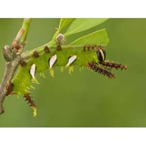 Moth Caterpillar Fourth Instar Eating a Leaf (Adeloneivaia Jason 