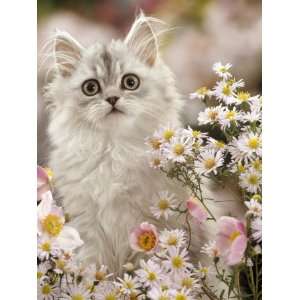  Silvertabby (Chinchilla X Persian) Kitten Among Michaelmas 