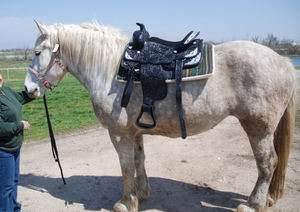 THE BEST 16 BLACK draft horse SILVER SHOW saddle with 10 gullet by 
