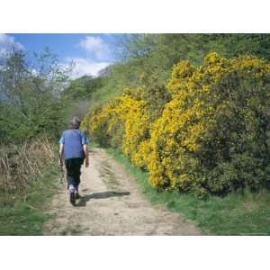  Gorse in Bloom and Walker, Croft, Herefordshire, England 