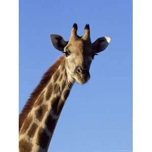 Giraffe, Giraffa Camelopardalis, Kruger National Park, South Africa 