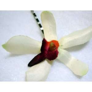    Small Pale Green Orchid with Pink Center Bobby Hair Pin Beauty