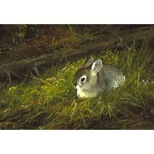  Michael Coleman   Young Cottontail Artists Proof Canvas 