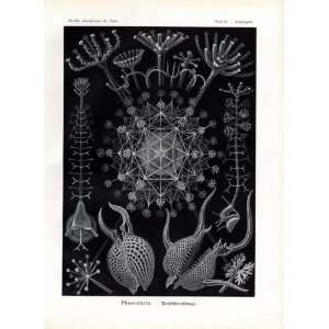 Ernst Haeckel 1904   Phaeodaria   Artforms of Nature Kunstformen der 