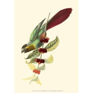  Cuvier Exotic Birds IV by Baron cuvier Georges. Size 10.25 