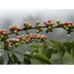  Close View of Coffee Beans with Dew Drops National 