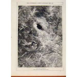  London Almanack 1880 In Musics Ecstacy Birds Sing Print 