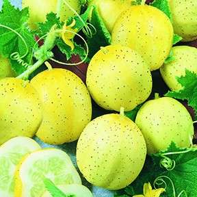 Cucumber Lemon Apple   35 Seeds  