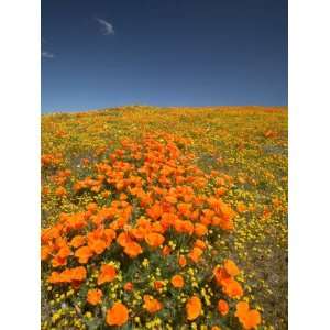  California Poppies, Antelope Valley, Lancaster, California 