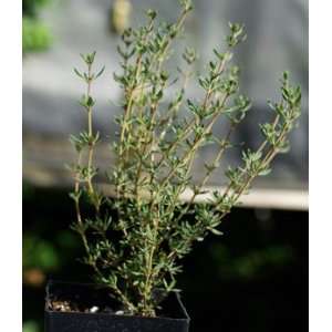    Thyme Seeds English Certified Organic Patio, Lawn & Garden