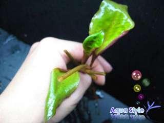 Cryptocoryne blasii ×2 stalks   live aquarium plant co2  