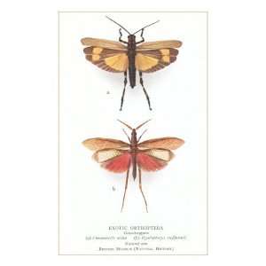  Exotic Orthoptera, Grasshoppers Premium Giclee Poster 