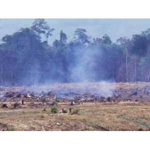 Logged out Area in Rainforest, Borneo, Sabah State, Malaysia Stretched 