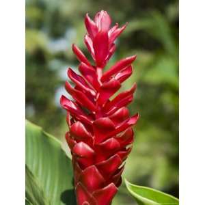 Ginger Bloom in Rainforest, Tortuguero National Park, Costa Rica 