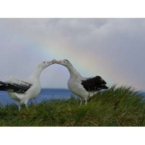 Wandering Albatross Courtship Display, Male Trying to Impress Female 