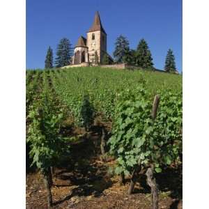  Vines Lead Up to Church Above the Vineyard at Hunawihr in 