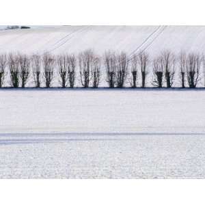 Line of Trees in Winter Snow, Selbourne, Hampshire, England, United 