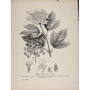   Print C1909 Guelder Rose Trees And Shrubs Plant